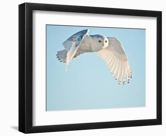 USA, Minnesota, Vermillion. Snowy Owl in Flight-Bernard Friel-Framed Photographic Print