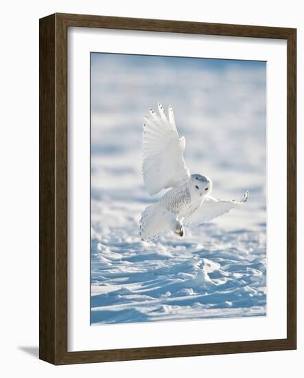 USA, Minnesota, Vermillion. Snowy Owl Landing on Snow-Bernard Friel-Framed Photographic Print