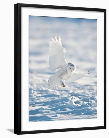 USA, Minnesota, Vermillion. Snowy Owl Landing on Snow-Bernard Friel-Framed Photographic Print