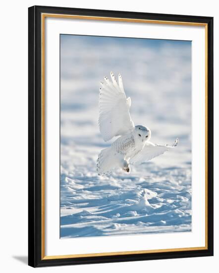 USA, Minnesota, Vermillion. Snowy Owl Landing on Snow-Bernard Friel-Framed Photographic Print