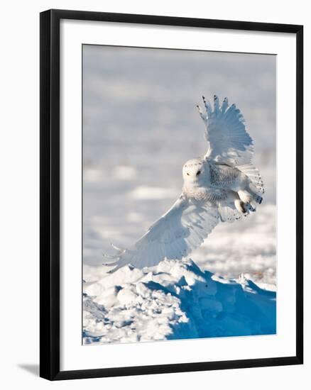 USA, Minnesota, Vermillion. Snowy Owl Landing on Snow-Bernard Friel-Framed Photographic Print