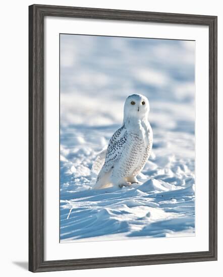 USA, Minnesota, Vermillion. Snowy Owl Perched on Snow-Bernard Friel-Framed Photographic Print