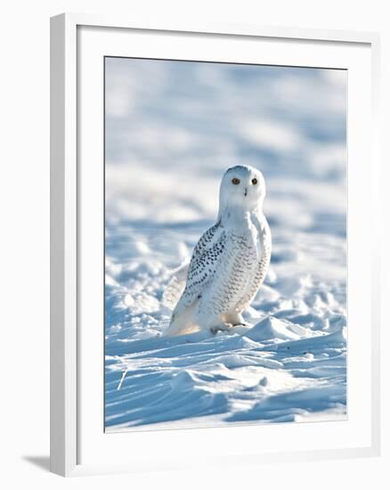 USA, Minnesota, Vermillion. Snowy Owl Perched on Snow-Bernard Friel-Framed Photographic Print