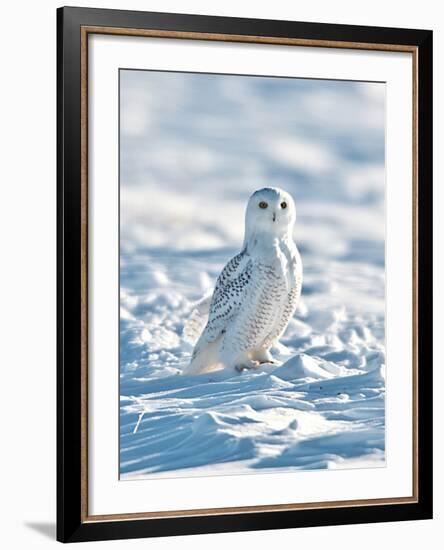 USA, Minnesota, Vermillion. Snowy Owl Perched on Snow-Bernard Friel-Framed Photographic Print