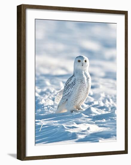 USA, Minnesota, Vermillion. Snowy Owl Perched on Snow-Bernard Friel-Framed Photographic Print