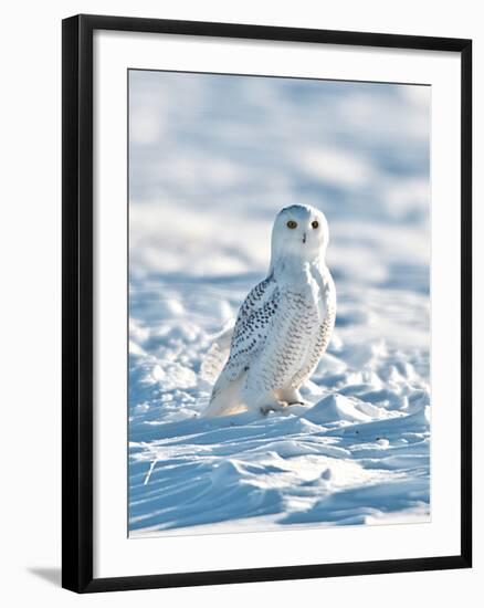 USA, Minnesota, Vermillion. Snowy Owl Perched on Snow-Bernard Friel-Framed Photographic Print