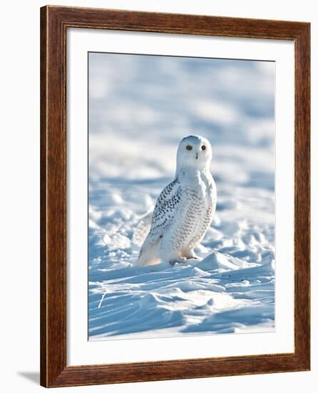 USA, Minnesota, Vermillion. Snowy Owl Perched on Snow-Bernard Friel-Framed Photographic Print