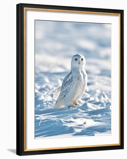 USA, Minnesota, Vermillion. Snowy Owl Perched on Snow-Bernard Friel-Framed Photographic Print