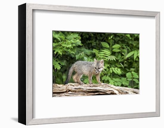 USA, Minnesota Wildlife Connection, Sandborn, Minnesota. A grey fox kit stands on a fallen tree.-Deborah Winchester-Framed Photographic Print