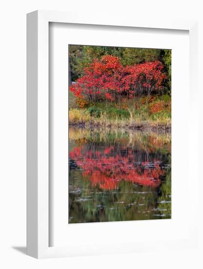 USA, Minnsota, Duluth, Fall Color-Peter Hawkins-Framed Photographic Print