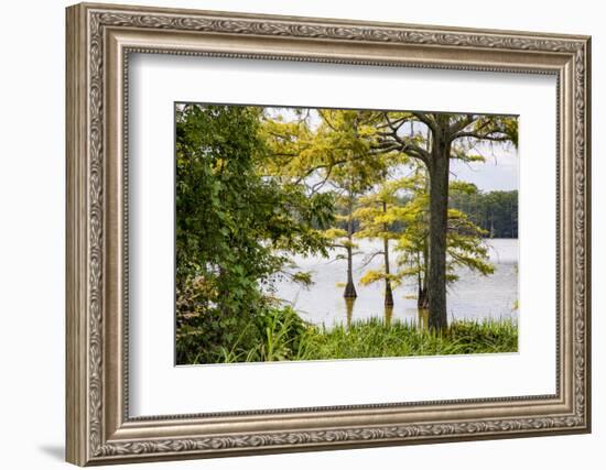 USA, Mississippi. Mississippi River Basin, cypress in Beaverdam Lake.-Alison Jones-Framed Photographic Print