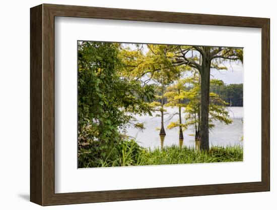 USA, Mississippi. Mississippi River Basin, cypress in Beaverdam Lake.-Alison Jones-Framed Photographic Print