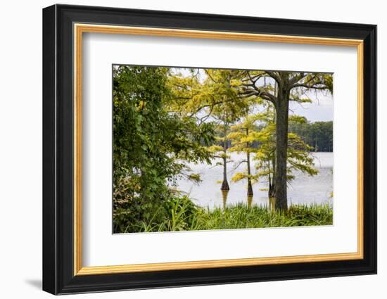 USA, Mississippi. Mississippi River Basin, cypress in Beaverdam Lake.-Alison Jones-Framed Photographic Print