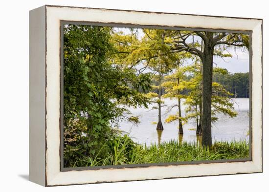 USA, Mississippi. Mississippi River Basin, cypress in Beaverdam Lake.-Alison Jones-Framed Premier Image Canvas