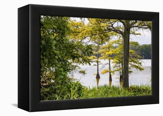 USA, Mississippi. Mississippi River Basin, cypress in Beaverdam Lake.-Alison Jones-Framed Premier Image Canvas