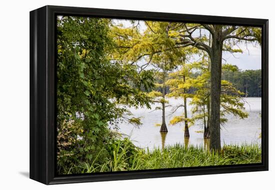 USA, Mississippi. Mississippi River Basin, cypress in Beaverdam Lake.-Alison Jones-Framed Premier Image Canvas