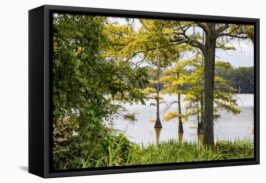 USA, Mississippi. Mississippi River Basin, cypress in Beaverdam Lake.-Alison Jones-Framed Premier Image Canvas