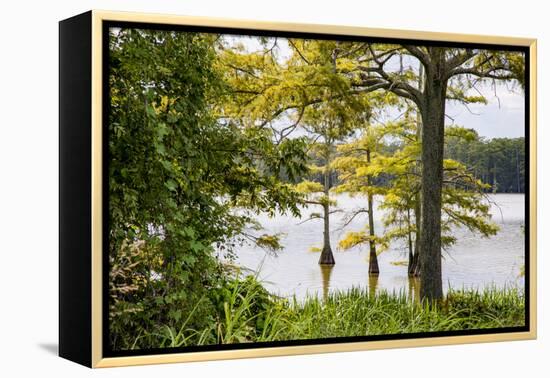 USA, Mississippi. Mississippi River Basin, cypress in Beaverdam Lake.-Alison Jones-Framed Premier Image Canvas