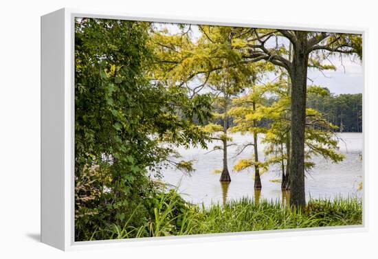 USA, Mississippi. Mississippi River Basin, cypress in Beaverdam Lake.-Alison Jones-Framed Premier Image Canvas