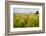 USA, Mississippi. Mississippi River Basin, field between Evansville and Savage.-Alison Jones-Framed Photographic Print