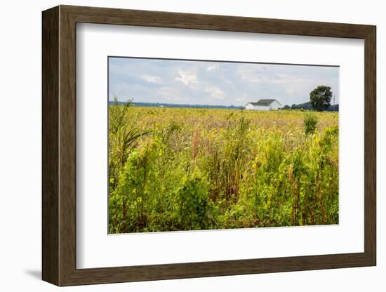 USA, Mississippi. Mississippi River Basin, field between Evansville and Savage.-Alison Jones-Framed Photographic Print