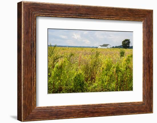 USA, Mississippi. Mississippi River Basin, field between Evansville and Savage.-Alison Jones-Framed Photographic Print