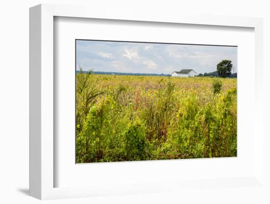 USA, Mississippi. Mississippi River Basin, field between Evansville and Savage.-Alison Jones-Framed Photographic Print