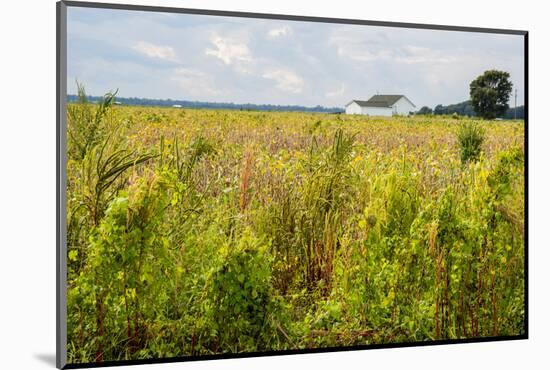 USA, Mississippi. Mississippi River Basin, field between Evansville and Savage.-Alison Jones-Mounted Photographic Print