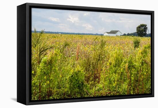 USA, Mississippi. Mississippi River Basin, field between Evansville and Savage.-Alison Jones-Framed Premier Image Canvas