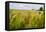 USA, Mississippi. Mississippi River Basin, field between Evansville and Savage.-Alison Jones-Framed Premier Image Canvas