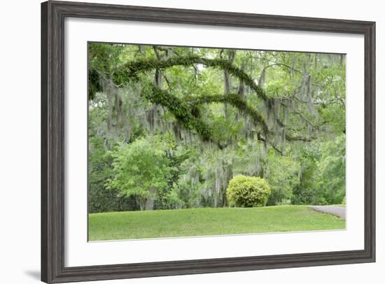 USA, Mississippi, Natchez. Trees at the Longwood antebellum home.-Cindy Miller Hopkins-Framed Photographic Print