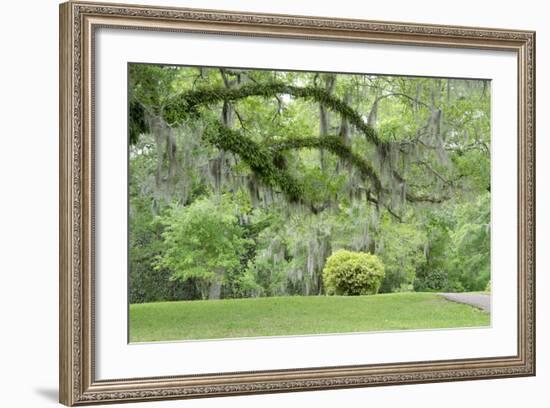 USA, Mississippi, Natchez. Trees at the Longwood antebellum home.-Cindy Miller Hopkins-Framed Photographic Print