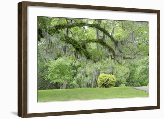 USA, Mississippi, Natchez. Trees at the Longwood antebellum home.-Cindy Miller Hopkins-Framed Photographic Print