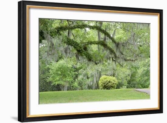 USA, Mississippi, Natchez. Trees at the Longwood antebellum home.-Cindy Miller Hopkins-Framed Photographic Print
