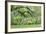 USA, Mississippi, Natchez. Trees at the Longwood antebellum home.-Cindy Miller Hopkins-Framed Photographic Print