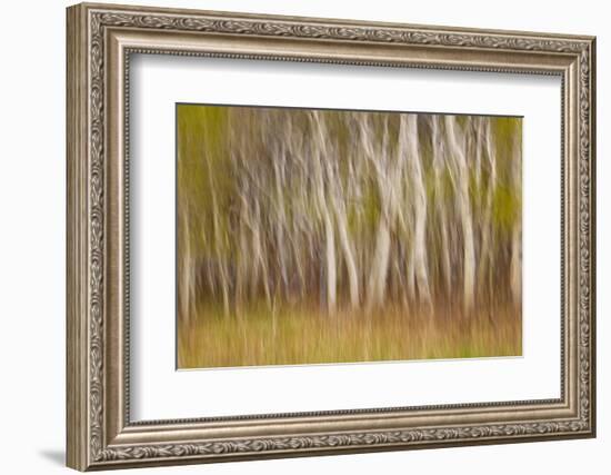 USA, Montana. Aspen Forest Abstract-Don Paulson-Framed Photographic Print