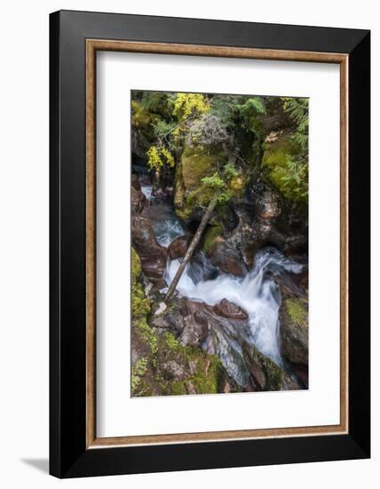 USA, Montana. Avalanche Creek, Glacier National Park.-Judith Zimmerman-Framed Photographic Print