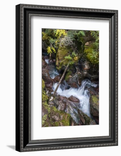 USA, Montana. Avalanche Creek, Glacier National Park.-Judith Zimmerman-Framed Photographic Print