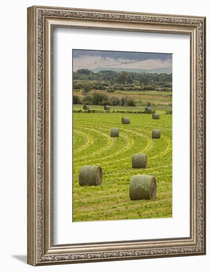 USA, Montana. Bales, or Rounds, of hay in a field that has just been harvested.-Tom Haseltine-Framed Photographic Print