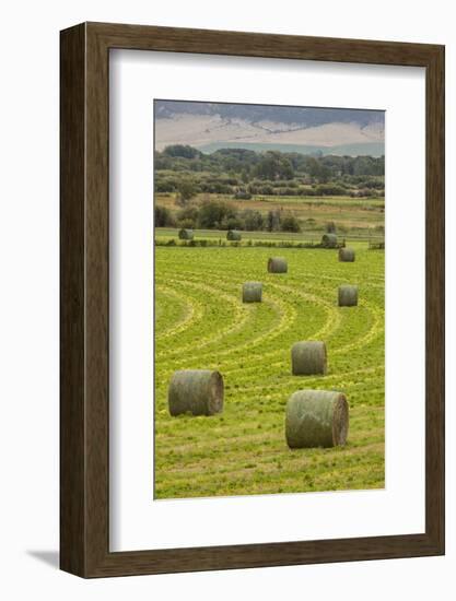 USA, Montana. Bales, or Rounds, of hay in a field that has just been harvested.-Tom Haseltine-Framed Photographic Print