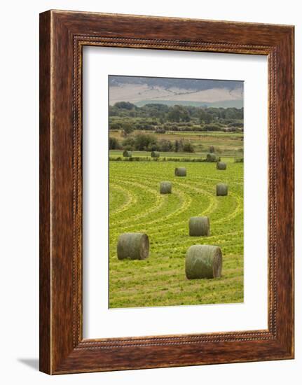 USA, Montana. Bales, or Rounds, of hay in a field that has just been harvested.-Tom Haseltine-Framed Photographic Print