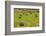 Usa, Montana. Bales, or Rounds, of hay in a field that has just been harvested.-Tom Haseltine-Framed Photographic Print