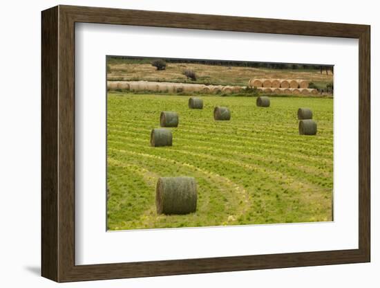 Usa, Montana. Bales, or Rounds, of hay in a field that has just been harvested.-Tom Haseltine-Framed Photographic Print