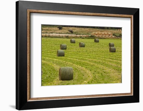 Usa, Montana. Bales, or Rounds, of hay in a field that has just been harvested.-Tom Haseltine-Framed Photographic Print