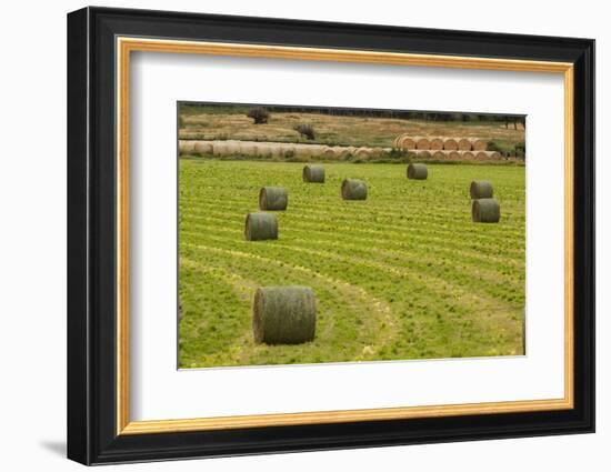 Usa, Montana. Bales, or Rounds, of hay in a field that has just been harvested.-Tom Haseltine-Framed Photographic Print