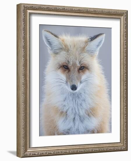 Usa, Montana, Big Sky. Ousel Falls, red fox./n-Merrill Images-Framed Photographic Print