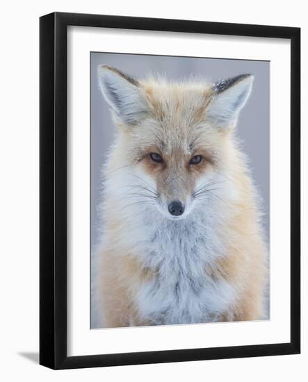 Usa, Montana, Big Sky. Ousel Falls, red fox./n-Merrill Images-Framed Photographic Print