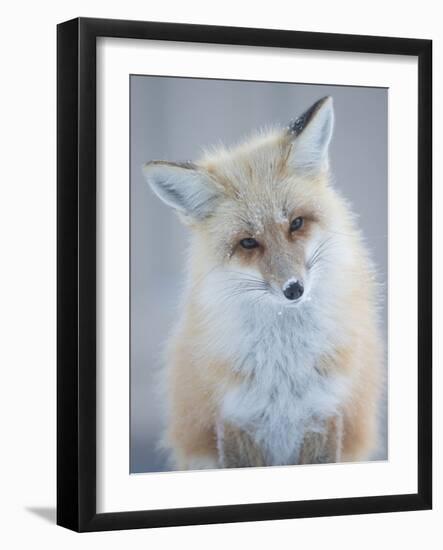 Usa, Montana, Big Sky. Ousel Falls, red fox.-Merrill Images-Framed Photographic Print