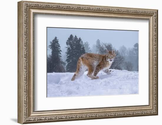 USA, Montana. Captive bobcat in snow.-Jaynes Gallery-Framed Photographic Print