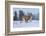 USA, Montana. Captive bobcat in snow.-Jaynes Gallery-Framed Photographic Print
